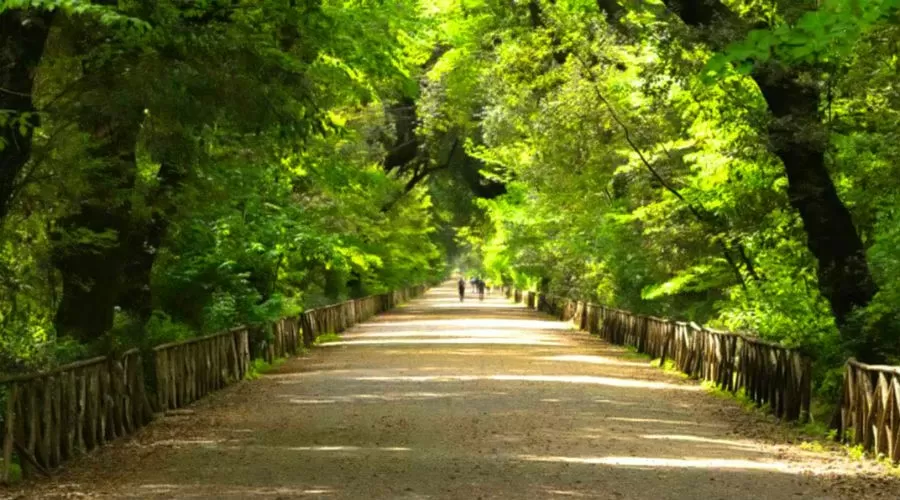 Il Real Bosco di Capodimonte